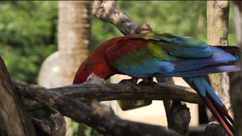 Macaw parrot feeding on a branch