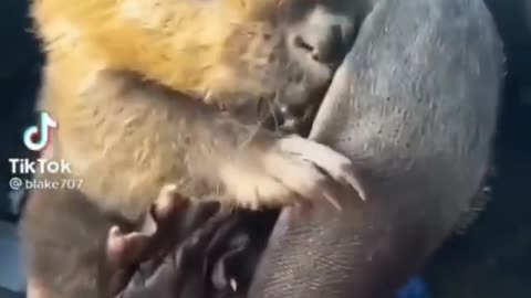 "Fascinating Behavior: Beaver Grooming Its Tail"