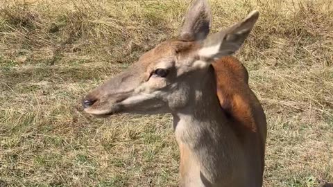 Deer Nearly Gores Man