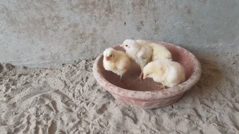 Baby Chicks Playing , Colourful Chicks , Chicks Village