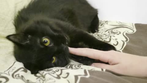 Big black maine coon cat playing in the bed. Big breed