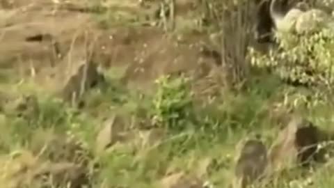 Mother lion saves her cubs from danger #animal #animals #lion