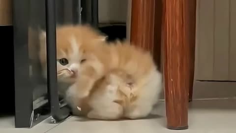 Soooc cute cat 🐈 amazing and enjoy your day