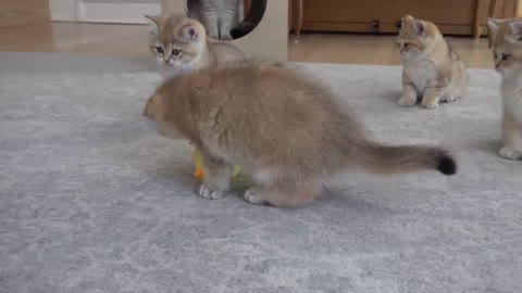 British shorthair cat Apollo and his kittens walking and playing with a tiny chicken