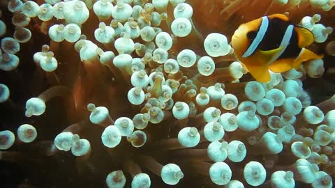 Clown Fish UnderWater