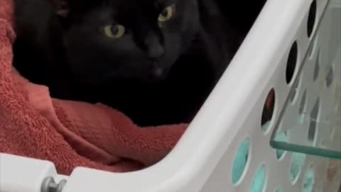 Adopting a Cat from a Shelter Vlog - Cute Precious Piper Looks Sweet in the Laundry Basket #shorts