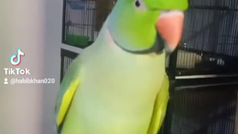 Bolny wala Mithu 🥰 | Talking Green Ringneck😍😍