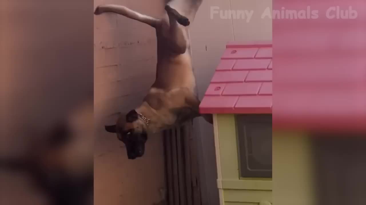 Funniest Animals Video - Best Cats😹 and Dogs🐶 Videos 2023