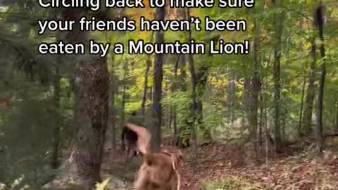 Circling back to make sure your friends haven't been eaten by a Mountain Lion!