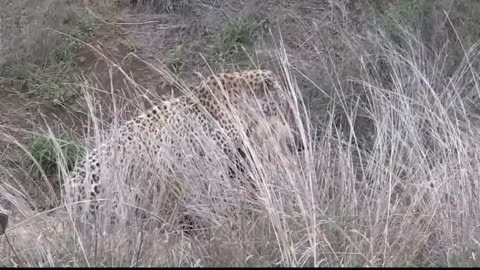 leopards attack hyenas for dinner