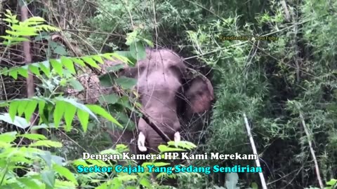 Tense Moment! Watching Aceh TIGERs When Recording Coyote, Elephant & Deer | Back to nature