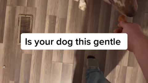 Is your dog this gentle