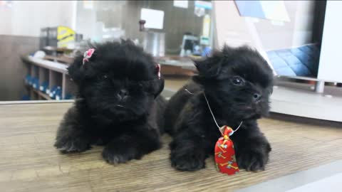 Solid black shih tzu puppies 40 days old