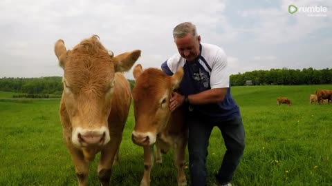 Cows compete for affection just like big puppy dogs