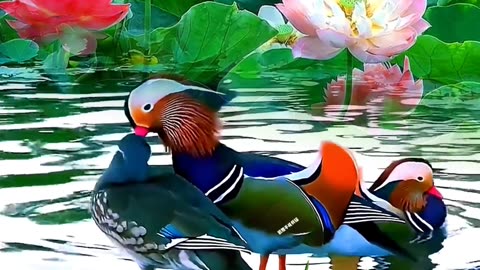 Beautiful Birds Couple Video