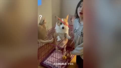 Funniest Cat And Dogs 😂 Funny Animal Videos