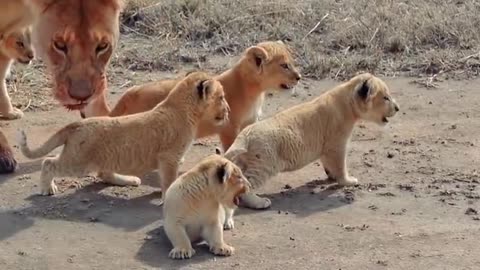 Cute Baby Lion Walks Outside For The FIRST TIME EVER.