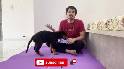 HOW TO TRAIN YOUR PUPPY OR DOG FOR FOOD DISCIPLINE 3 MONTHS OLD ROTTWEILER PUPPY TRAINING