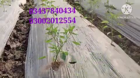 Hybrid Hot pepper HF-86|best chili variety|green chili|Tunnel Farming|Agriculture in Pakistan