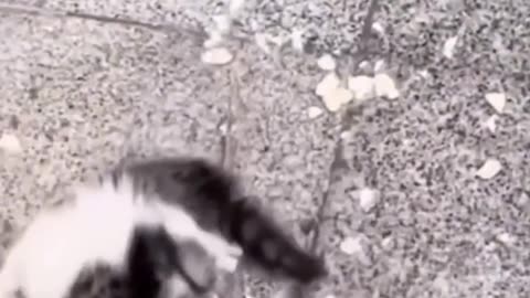 # funny animal videos 2023 -25