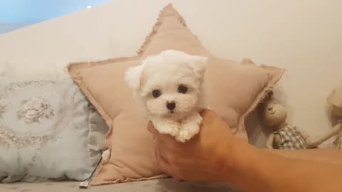 A_cute_little_bichon_frise_video_lovely_puppy_bichon__-