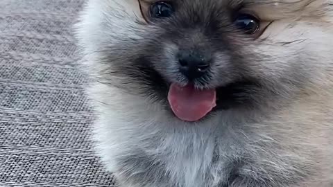 Pomeranian puppy | Cute Pomeranian puppies | Funny Puppies