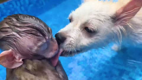 Baby monkey in the pool with puppy.