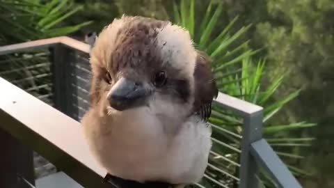 Adorable Baby Kookaburra Demonstrates its Signature Laugh ||