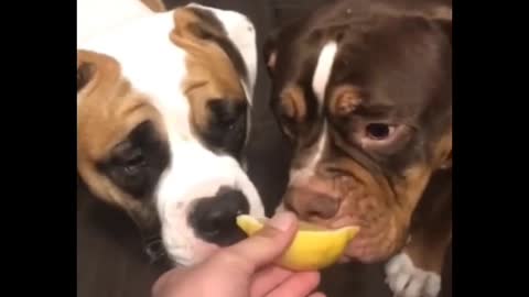 A dog's reaction to eating lemons