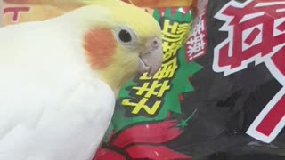 Bird Thinks Chilies on Package Are Real