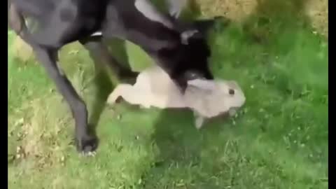 Dog Chasing Rabbit. Amazing Animal Video.