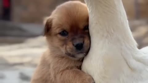 Dog and duck