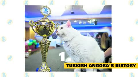 Fun Facts & Myths about Turkish Angora Cats 101