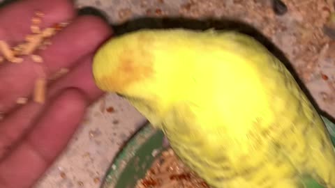 Parrot eating food