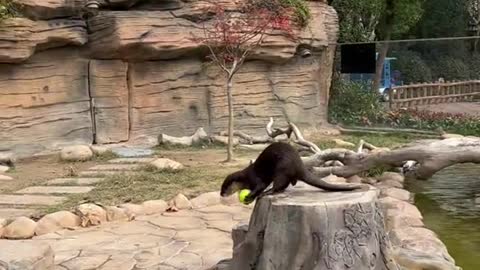 A playful otter