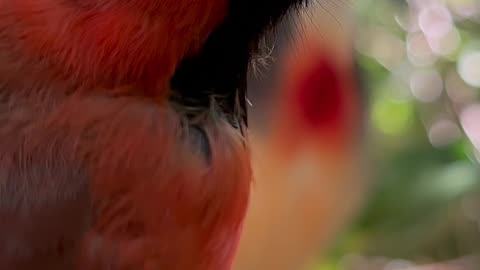 luzon bleeding heart dove and red northern cardinal bird in aviary