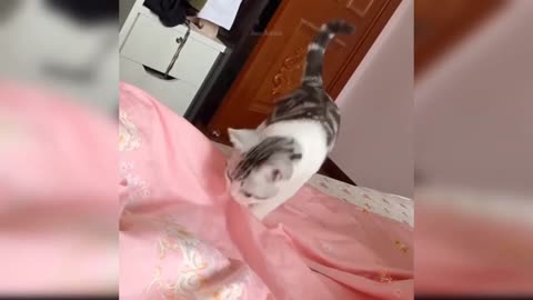 Funny Cat Videos - Comedy Videos