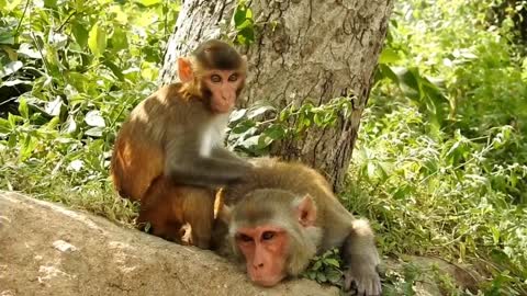 Compilation of Monkey Videos: Funny and Cute Monkey Videos