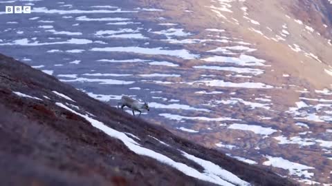 What Global Warming Means for Caribou | Our Frozen Planet | BBC Earth