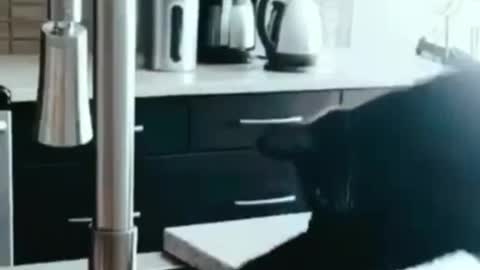 Super Funny Cat