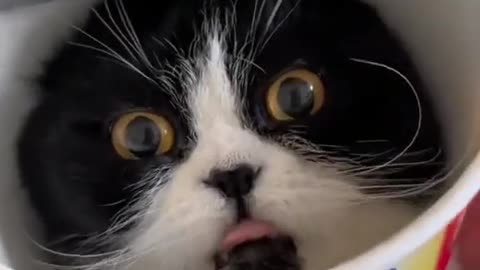 Laugh Out Loud with the Funniest Cat Video of All Time #1