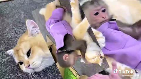 Monkey & Cat Funny Video || Monkey Funny Movement 😀😁😊