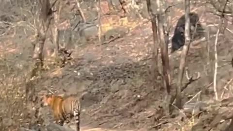 Ranthambhore tiger🐅🐅🐯