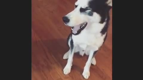 Stubborn Husky Won't Admit Guilt, Throws Hilarious Temper Tantrum