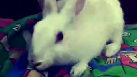 Fun with Rabbit