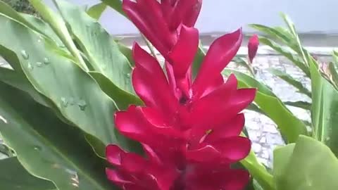 Filming the beautiful red alpine flower with raindrops in the park [Nature & Animals]