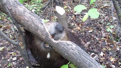 Beaver chews through tree limb_ close up footage_ See how beavers do it