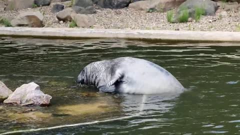 a sea seal