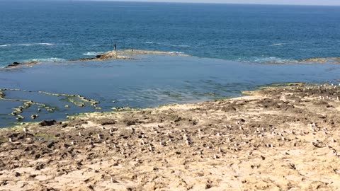 I learn to sing my interior landscape with the simple artlessness of a child/ ocean and seagulls