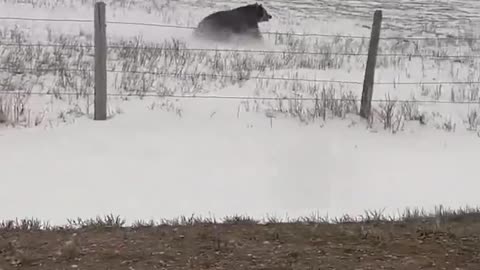 Rapture and bear lunges through the fence gap